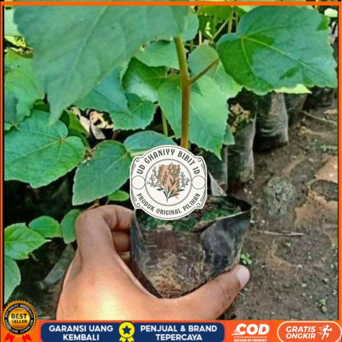 BIBIT POHON BALSA/ BIBIT BALSA 30CM SIAP TANAM/ BIBIT POHON KAYU BALSA Bibit Tanaman Super Unggul UD