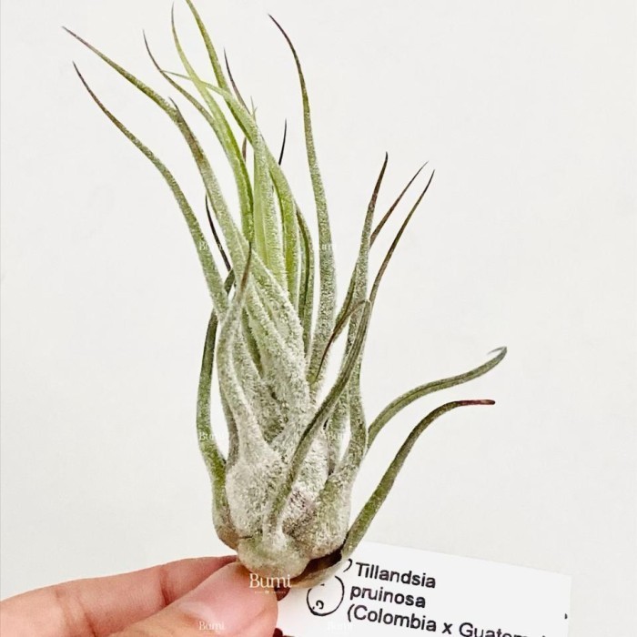 BUMI ORCHIDS Tillandsia pruinosa 'Colombia x Guatemala' - Air Plants Tanaman