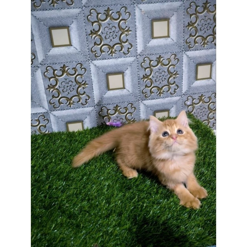 KUCING PERSIA KITTEN/KUCING PEAKNOSE/KUCING PERSIA/KUCING HIMALAYA/KUCING ABU