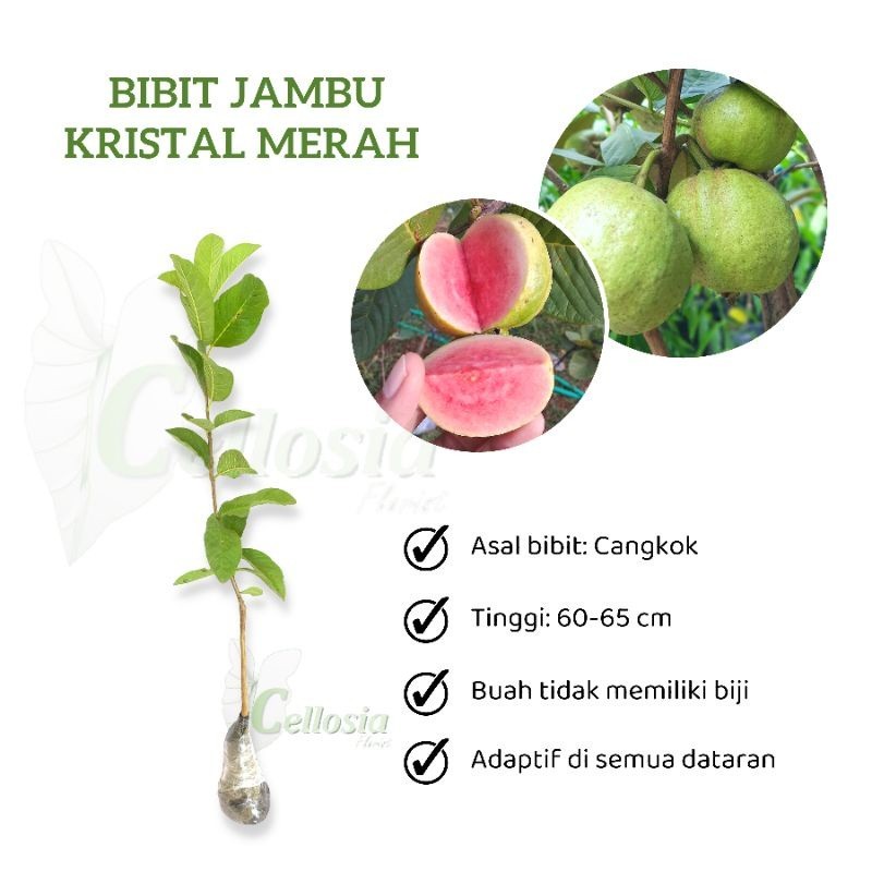 Bibit Jambu Kristal Merah Cangkok