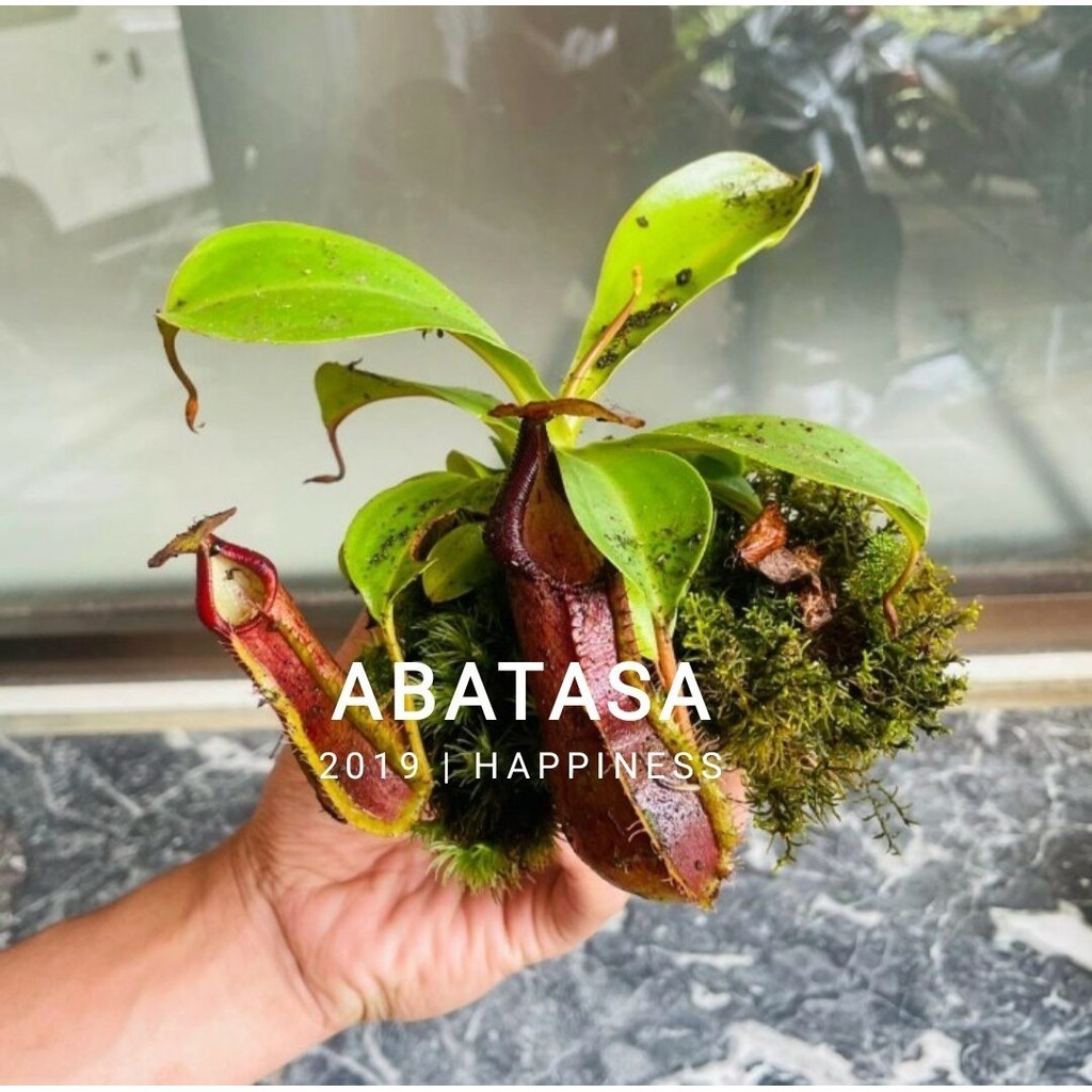 Tanaman Anggrek Langka Kantong Semar - nepenthes
