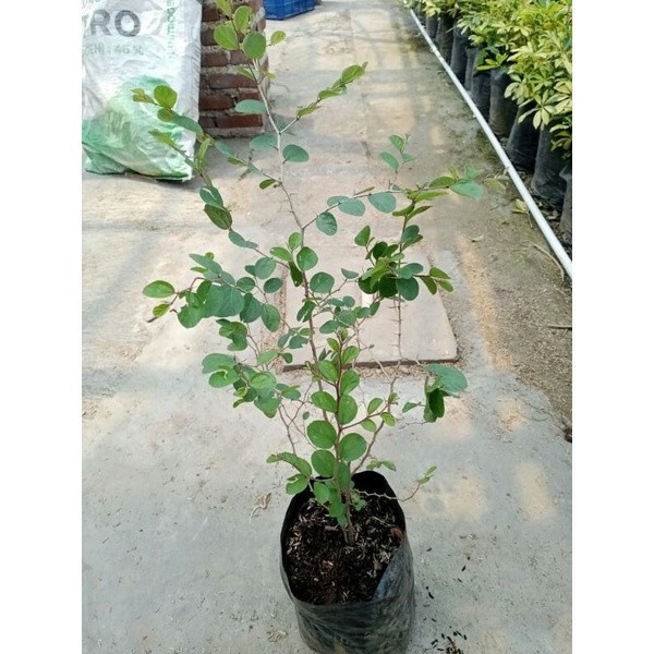 Pohon Bidara Arab Asli Rimbun