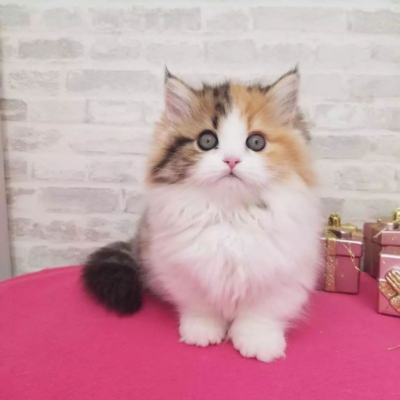 Kucing Anggora Murah