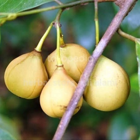 

Buah pala segar fresh produk petik langsung 1kg