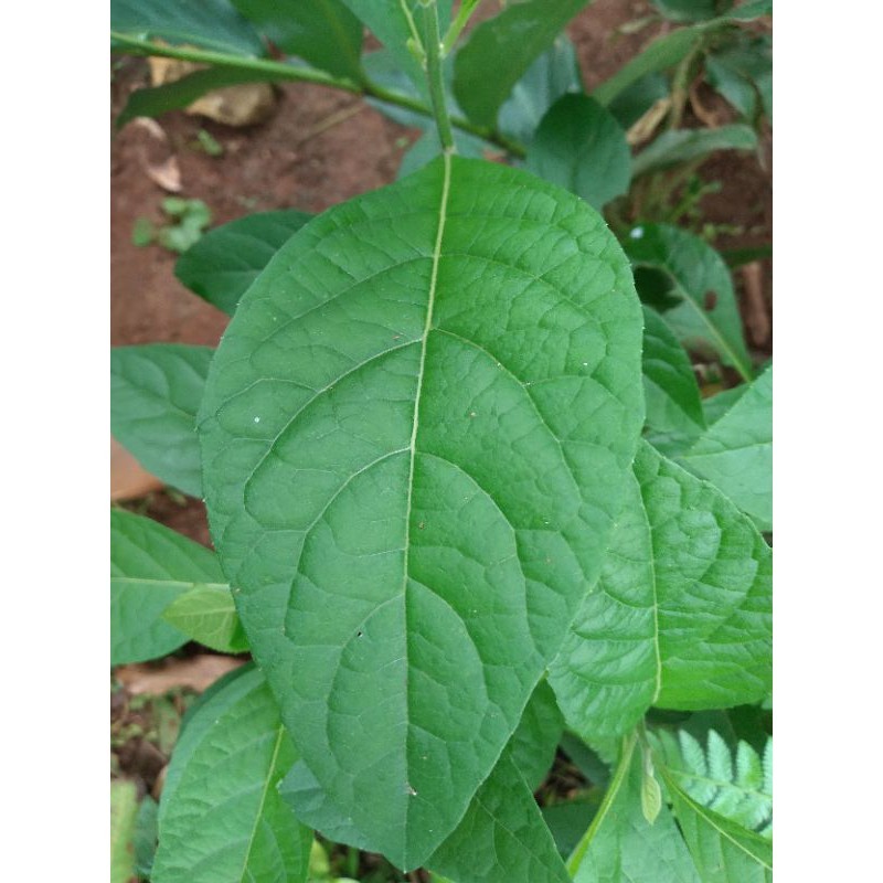 

daun afrika segar 100 lembar