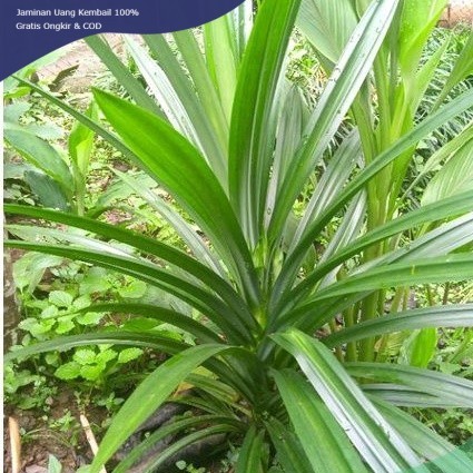 

DAUN PANDAN SEGAR FRESH DI PETIK LANGSUNG