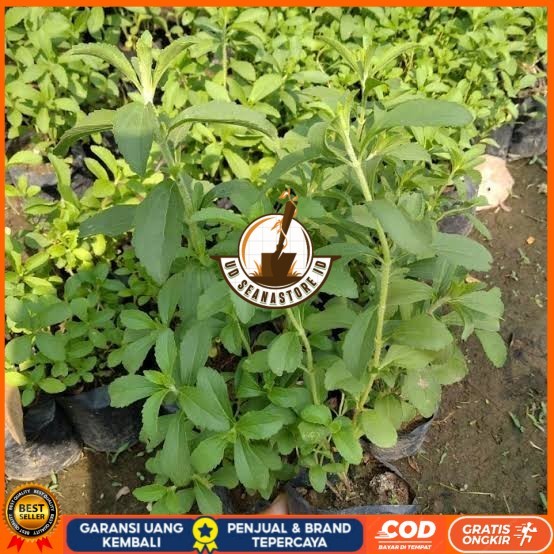 Dapat 5 Bibit Stevia Pengganti Gula | Bibit Daun Manis Stevia Bibit Tanaman Super Unggul UD SEANASTO