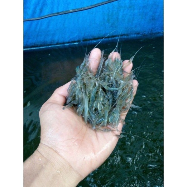Udang Rawa udang hidup,pakan ikan predator per 1 Bungkus isi 100-120 ekor