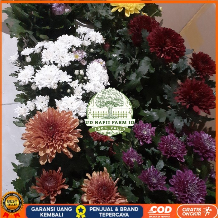 BIBIT BUNGA KRISAN SUDAH BERBUNGA Bibit Tanaman Super Unggul UD NAFII FARM ID