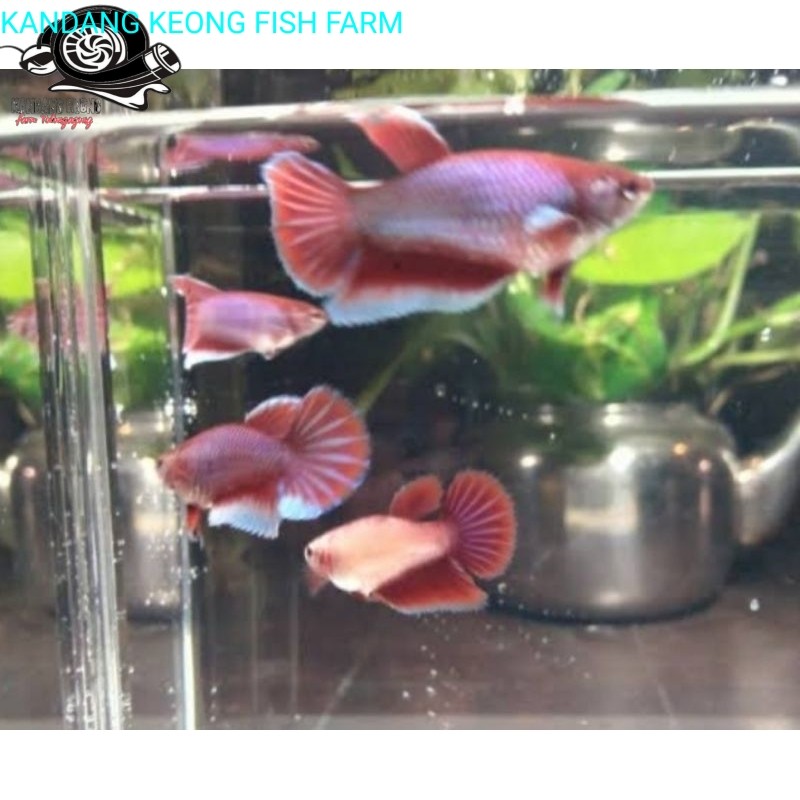 Hiasan soliter cupang betina halfmon big ear perlengkapan aquarium