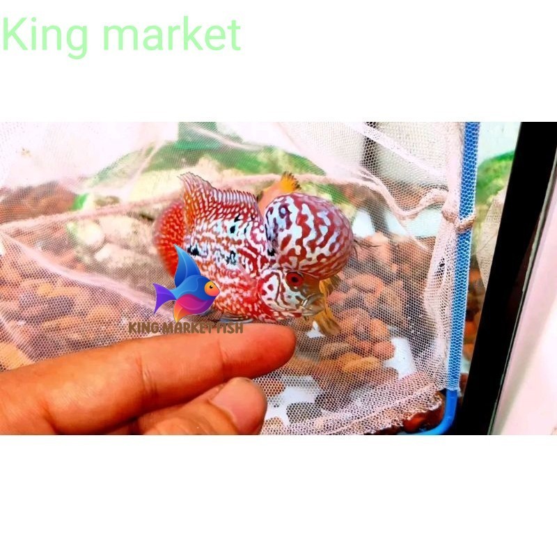 Super grade  buy 3 get free 1 Burayak Louhan Super VIP Redking Kamfa Gen Ori thailand  akuarium king