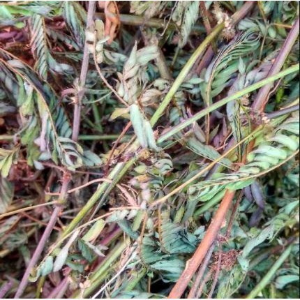 

REMPAH Putri Malu Kering 250 Gram Obat Herbal Organik Asli