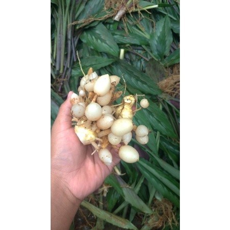 

Kunir putih | Kunyit Putih 500 gr Segar Langsung Petani