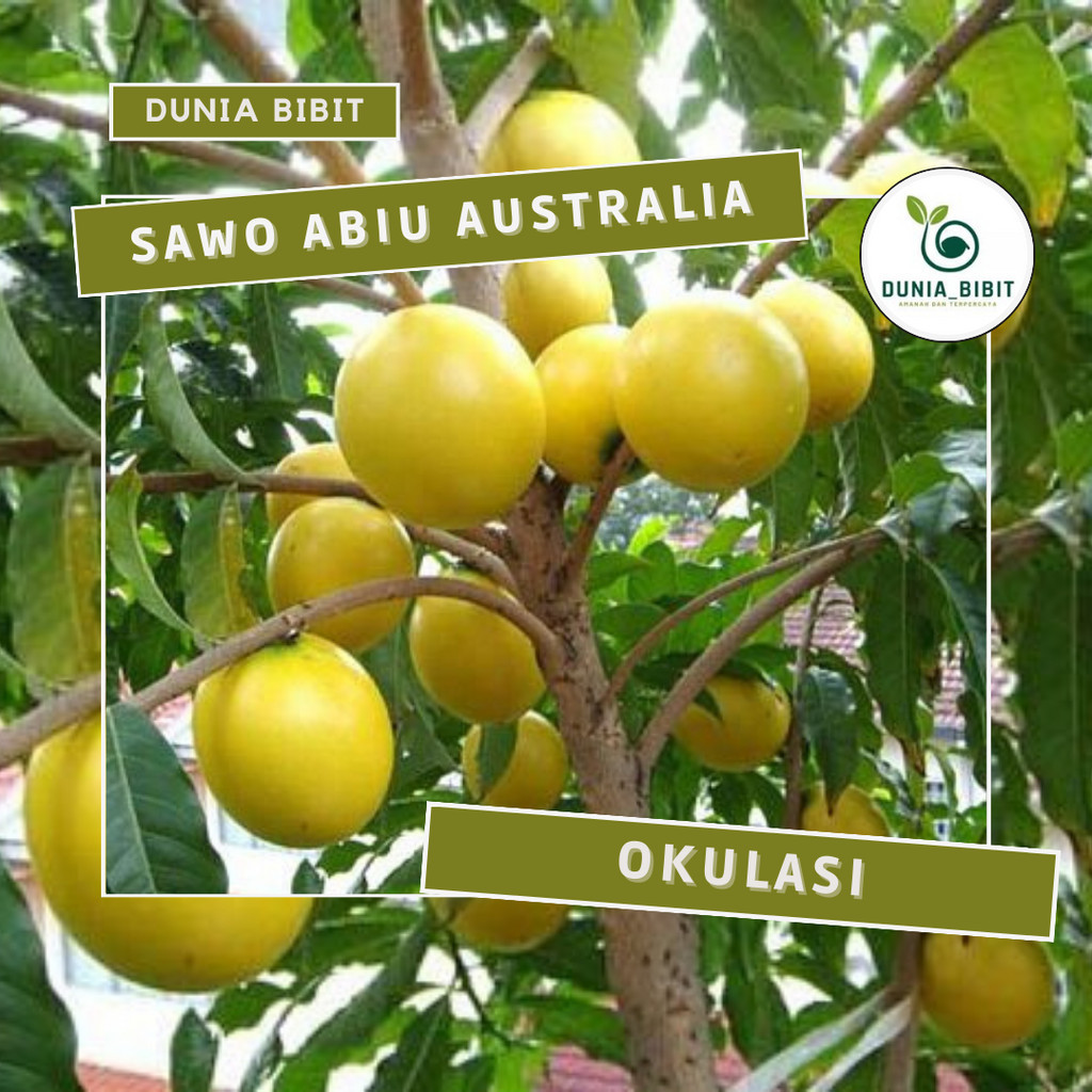 Bibit Sawo Abiu ( Sawo Australia )