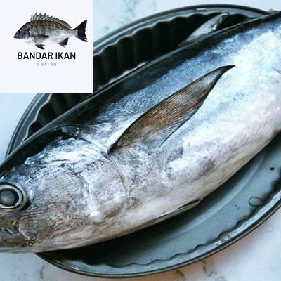 

Ikan Tongkol Abu Abu Segar Fresh Dan Berkualitas