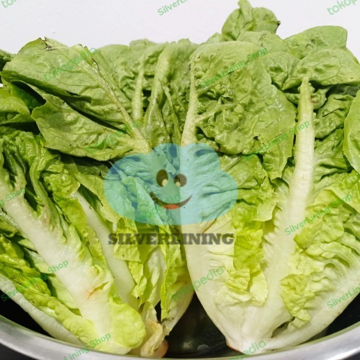 

ROMAINE LETTUCE / SELADA ROMAINE 500GRAM