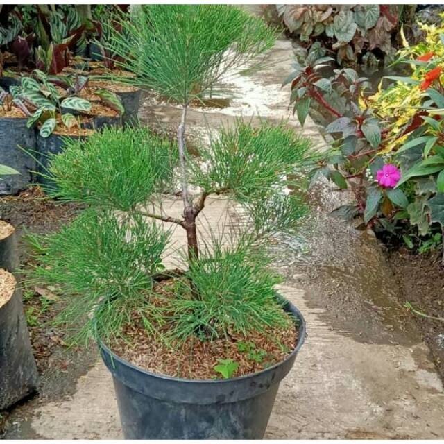 Tanaman Hias Cemara Udang 1 Meter Bonsai - FloristaJavanica