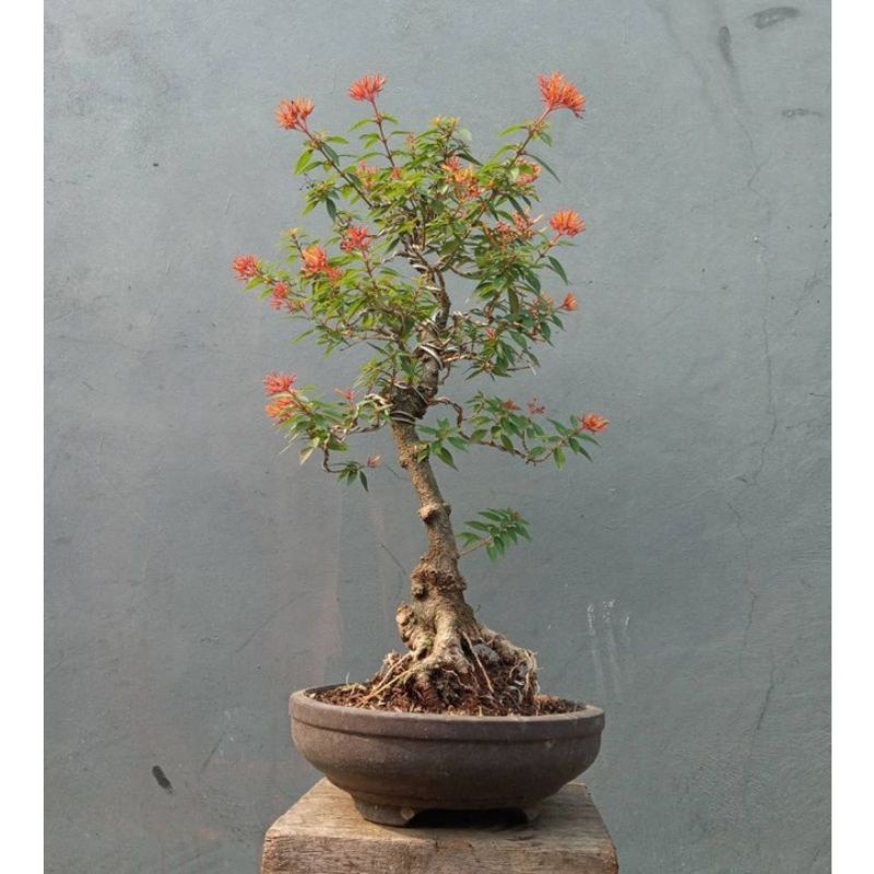 PROMO Tanaman hias bunga pusaka merah bahan bonsai