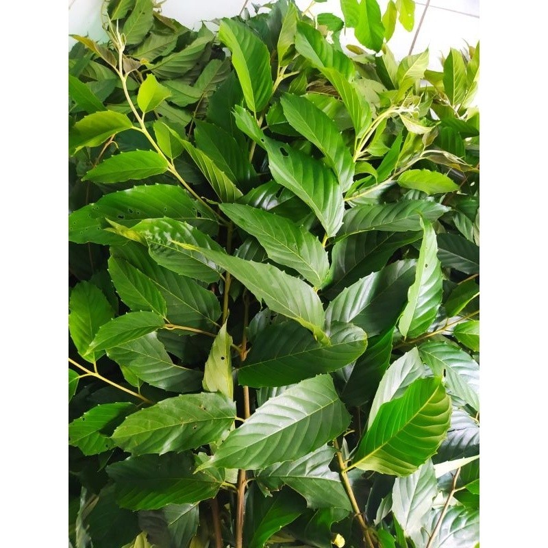 

daun kayu Afrika bahan Ecoprint segar 1 kg