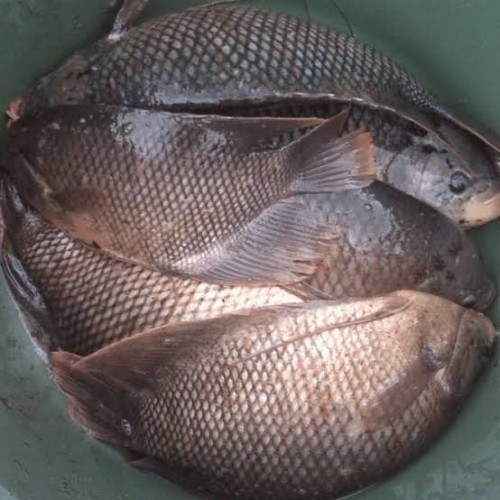 

IKAN GURAME HIDUP, UNTUK KONSUMSI ATAU UNTUK DIPELIHARA - Sedang