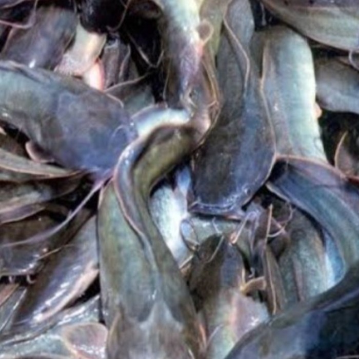 

ikan lele konsumsi hidup