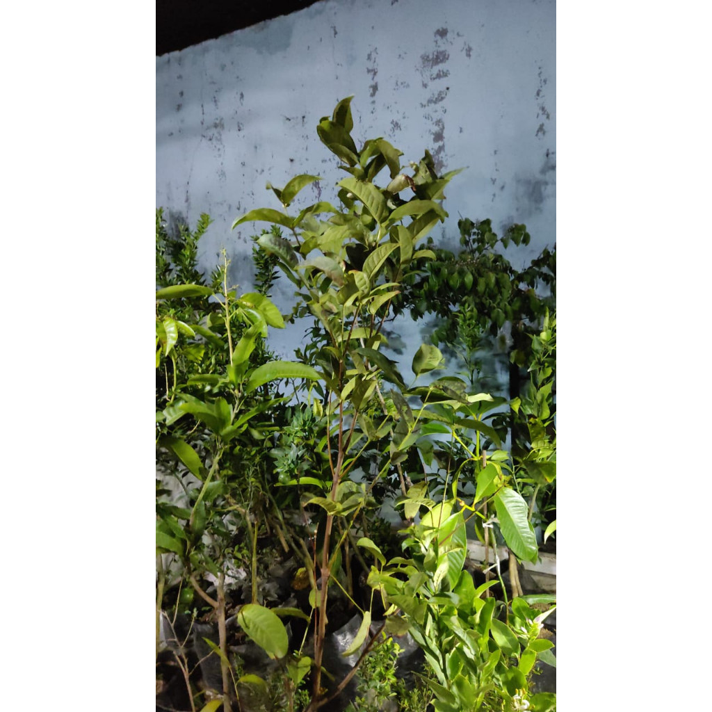 Bibit jambu air sudah berbunga/BERBUAH