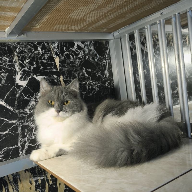 Kucing Persia Himalaya Anggora Ragdoll Kitten