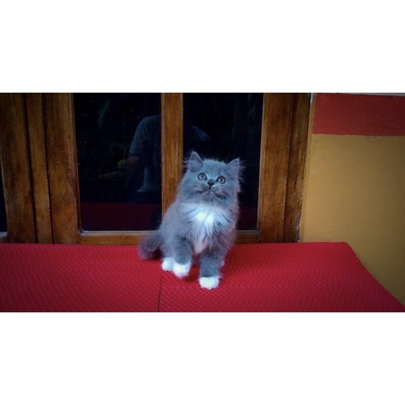 big sale kucing persia kitten mainchoon ragdoll peaknose bengal munckhin  british scotis exotis unclecathouse