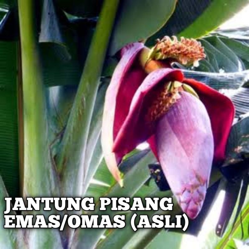 

jantung pisang emas (asli)