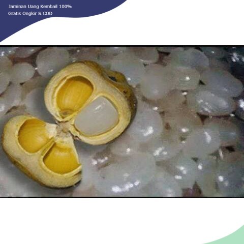 

1KG KOLANG KALING MUDA TANPA PENGAWET 100% Langkaplancar Pangandaran