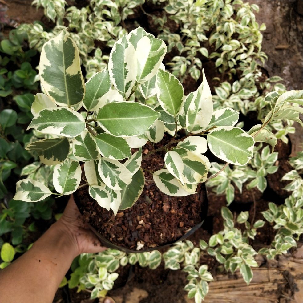 Bibit Tanaman Bonsai Beringin Korea Variegata / Tanaman hias beringin Variegata
