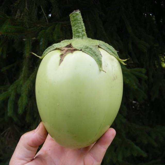 25 Biji - Benih Terong Pondoh RONGGO buah lonjong