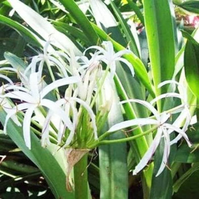 

Hafika Daun Bakung Segar Tanaman Herbal Berkhasiat