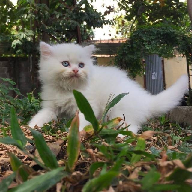 Kucing Persia white Solid