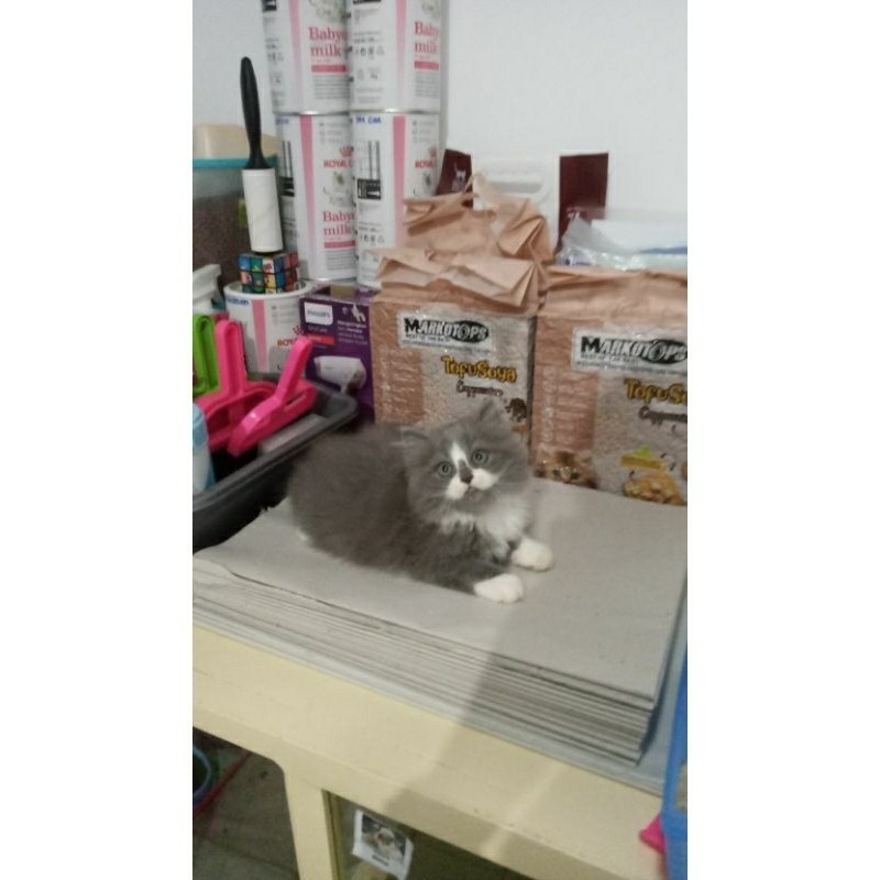 Promo diskon 65% kucing Persia norwegian