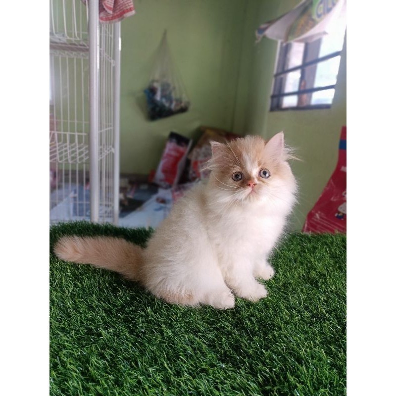 rumah_persia_magetan