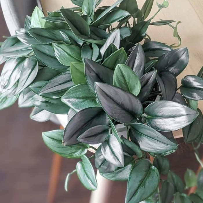 TANAMAN HIAS SIRHIGADING SUSU - SCINDAPSUS SUSU