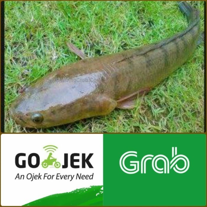 

Ikan Gabus konsumsi Segar (Hidup) isi 2-3 ekor kirim gojek/Grab