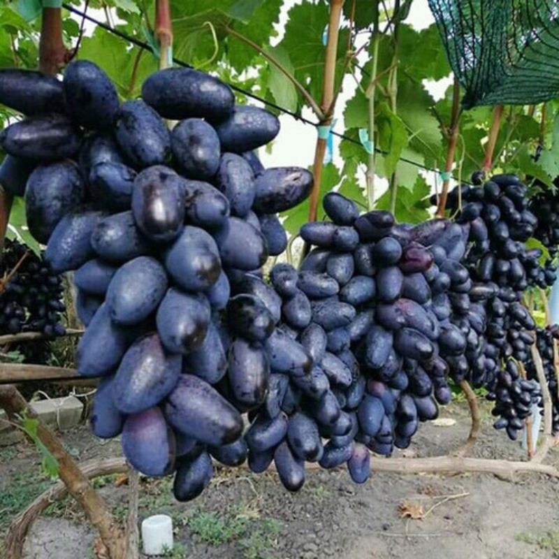 PROMO Bibit Anggur GOSV GOSVI Premium Benih Buah Anggur Bibit Tanaman Anggur Merah Merah Import Berk
