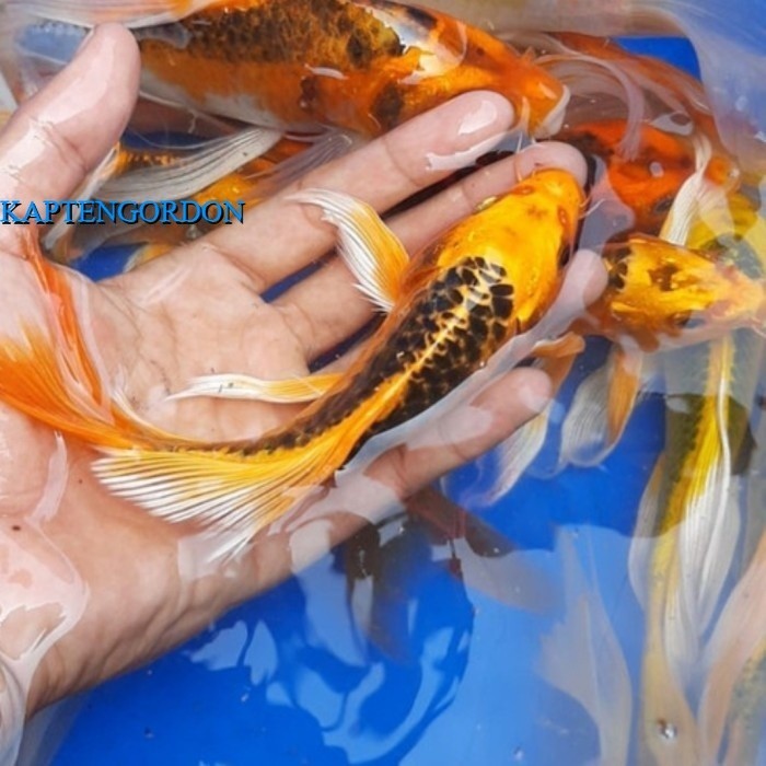 cerah ikan koi kumpay slayer / Bibit koi berkualitas hiasan aquarium