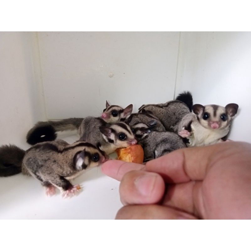 Ready Stok panen sugarglider joy/ anak jinak | sugar glider | hewan peliharaan hidup
