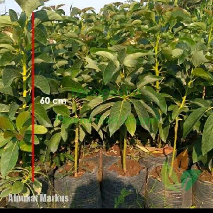 Bibit Alpukat Markus Tinggi 1 Meter Up/ Alpukat Markus Unggul