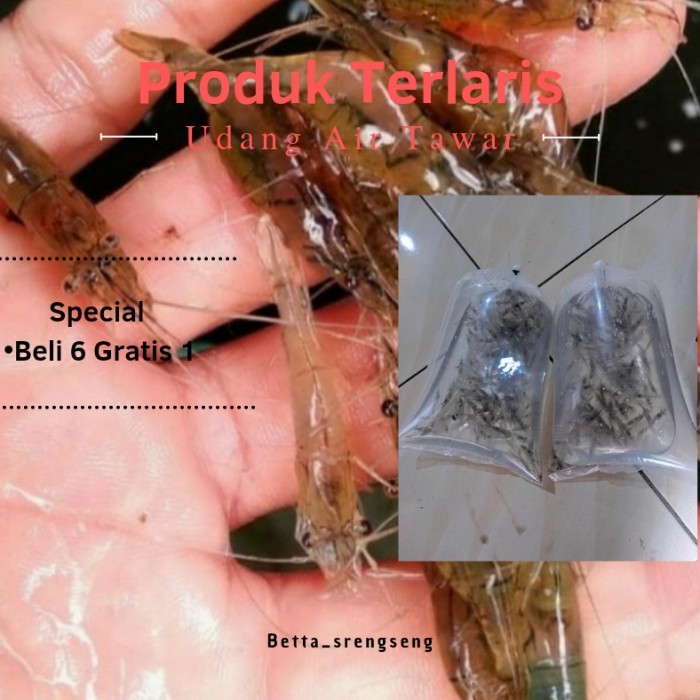 Udang Tawar Hidup,Umpan Pancing Pakan Ikan Predator