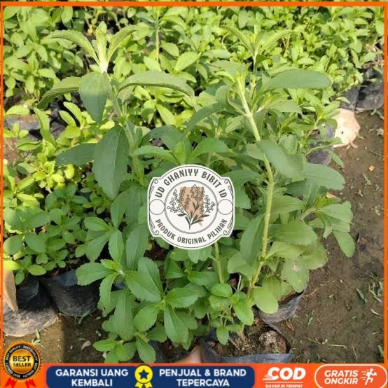 Dapat 5 Bibit Stevia Pengganti Gula | Bibit Daun Manis Stevia Bibit Tanaman Super Unggul UD GHANIYY 