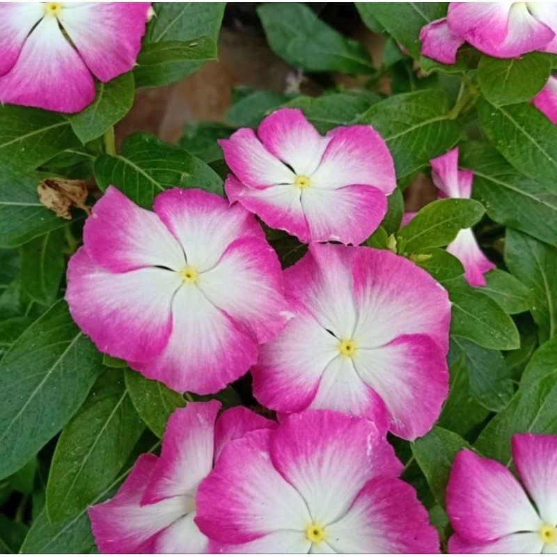 10 Biji - Benih Bunga Vinca NIRVANA WHITE SPLASH, cocok untuk teras rumah
