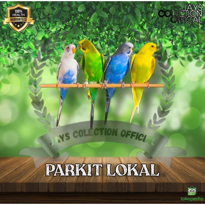 Burung Parkit Lokal