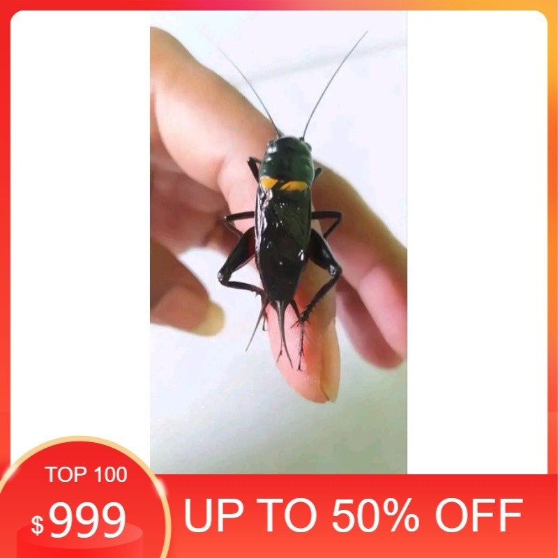 jangkrik Jaliteng  penggusuir tikus dan aduan