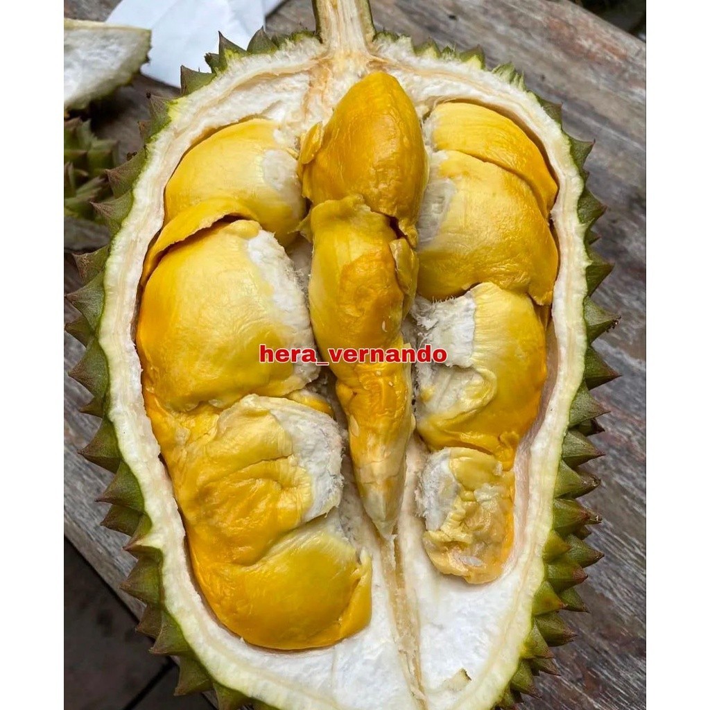 Bibit Durian Bawor Super