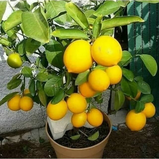 Bibit Tanaman Buah Bibit jeruk lemon import sudah berbuah (30-80cm) Cocok Di Pot/Di Kebun Langsung