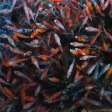 cerah pakan/bibit ikan koi blitar size 2-3cm minimal order 20 ekor hiasan akuarium
